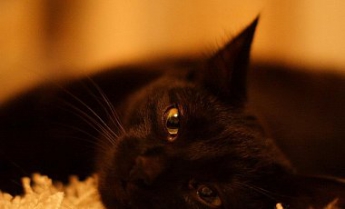 В США фанаты "Черной пантеры" разбирают из приютов черных кошек