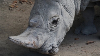 В мире осталось всего три белых носорога и один из них смертельно болен