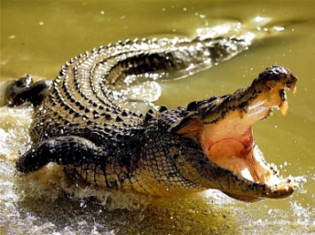 6-метрового крокодила розрізали, щоб дістати останки рибалки (відео 18+)