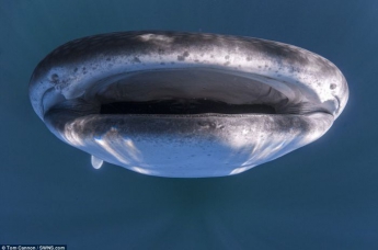 Гигантская китовая акула затаилась под лодкой с туристами