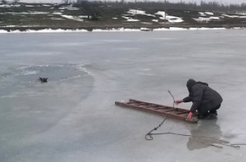 Жители села спасли провалившего под лед пса (Видео)