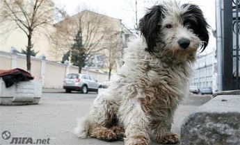 В Киевской области открыли дело за издевательства над собакой