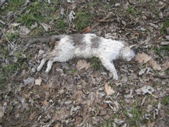 В Запорожье зверски убивают котов (Фото)
