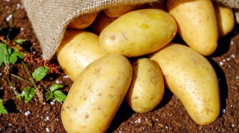 Чем полезен картофель - эксперты