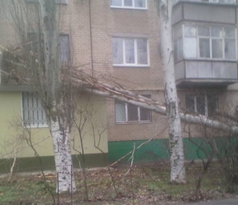 В Мелитополе тополь упал на многоэтажный дом (фото)