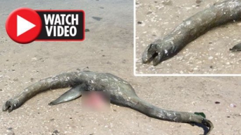 В США нашли загадочное существо, выброшенное на берег (ВИДЕО)