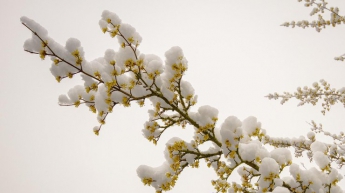 В апреле в Украине выпадет снег: прогноз синоптика