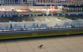 Птицы "развлекают" покупателей в супермаркете (фото)