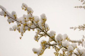 В апреле в Украине выпадет снег