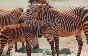 ООН: к 2100 году в Африке вымрет половина видов животных