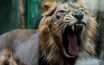 В Африке жили львы ростом с человека