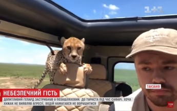 В Танзании к туристам в авто запрыгнули гепарды