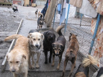 В Мелитополе бродячие собаки устроили охоту на людей