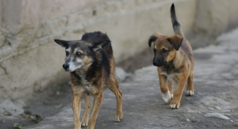В Запорожской области на улице массово травят собак (фото)