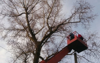 В Запорожской области во время обрезки деревьев травмировались коммунальщики