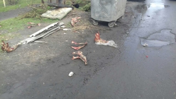 Кости трупов животных мелитопольцы выбрасывают уже в черте города.