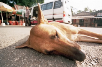 В Мелитополе ищут свидетелей жестокого убийства собаки