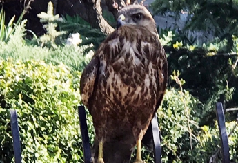 В Мелитополе орел залетел во двор (фото)