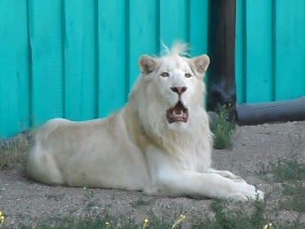 Звезда бердянского зоопарка показал, как радуется новому жилищу (ВИДЕО)