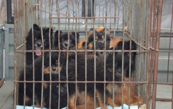 В РФ у жительницы многоэтажки конфисковали сотню собак