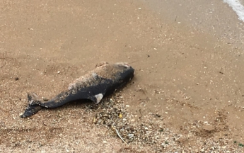 В Бердянске на пляже найден труп краснокнижного животного (фото)