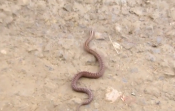 На Прикарпатье участились случаи нападения змей