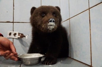 Спасение медвежонка в Ленинградской области (фото)