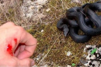 Змеи в лесу: как спастись от укусов на отдыхе