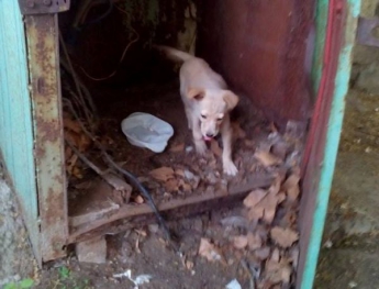 В Запорожье прямо в трансформаторной будке нашли щенка (Фото)