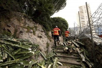 Рослина-вбивця: в Монако пенсіонерка загинула через падіння величезного кактуса (ФОТО)