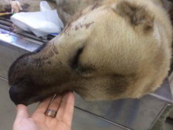 Защищавший своих хозяев пес, погиб от взрыва гранаты – подробности