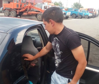 Мелитопольский пес, прибившийся к коммунальщикам, уехал в Ботиево (фото)