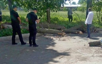 В Черкассах на детей упало дерево: есть пострадавшие