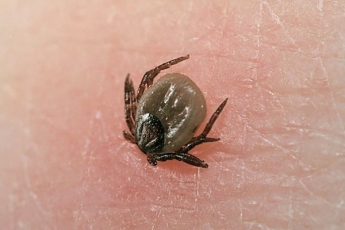 319 запорожцев пострадали от укусов опасного насекомого