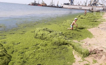 Фотофакт: побережье Бердянска стало зеленым