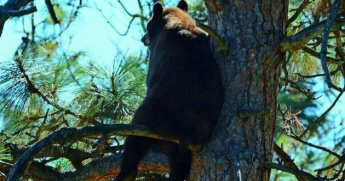 Заблудившиеся в тайге дозвонились спасателям благодаря медведю, загнавшему их на дерево