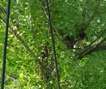 Кота, залезшего на дерево, жители многоэтажки не могут снять несколько дней. Спасатели не спешат  (фото)