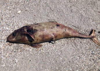 Пляжи Кирилловки усеяны мертвыми дельфинами
