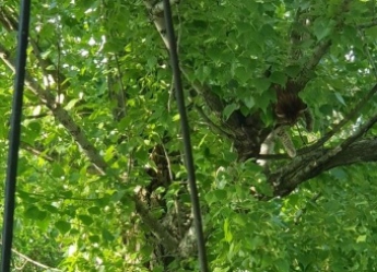 Кот застрявший на дереве, так и не дождался помощи людей (фото)