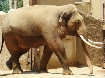 Разъяренный слон насмерть затоптал хозяина