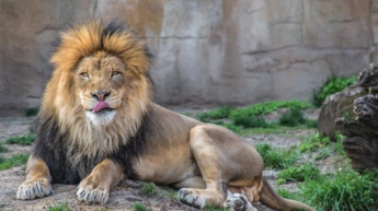 В Тернопольском зоопарке лев напал на подростка
