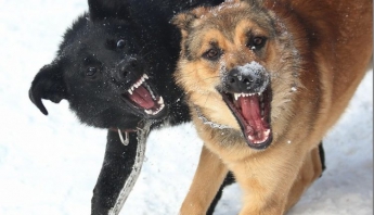 На Запорожском курорте ребенок подвергся нападению бродячих собак (ФОТО)