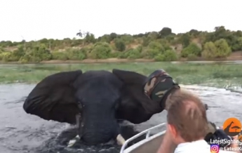 Слон разозлился и атаковал лодку с туристами (видео)