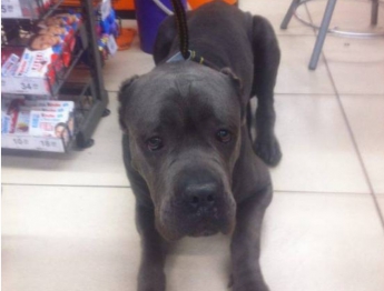 В Запорожье собака заставила нервничать посетителей супермаркета (ФОТО)
