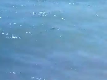 Отдыхающих на Азовском побережье напугала змея (видео)