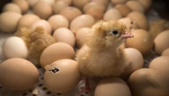 Из выброшенных на свалку яиц вылупились сотни цыплят. Видео