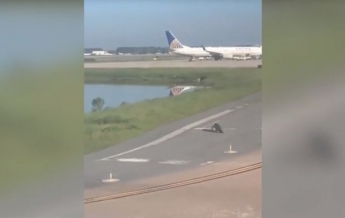 Во Флориде аллигатор заблокировал взлетную полосу в аэропорту (видео)