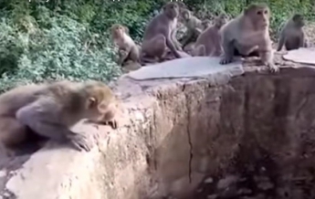 В Индии обезьяны помогли спасти леопарда (видео)