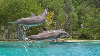 Рождение дельфина во время шоу в Одессе: экологи бьют тревогу