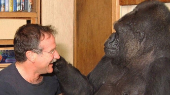 Скончалась единственная говорящая горилла Коко (видео)